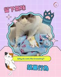 心动日常如何摸猫