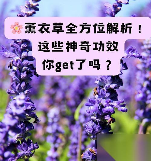 摩尔庄园手游 中薰衣草的效果介绍 探秘薰衣草在游戏中的神奇功效
